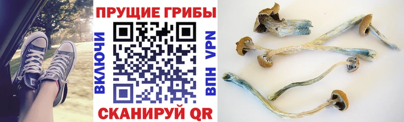 Псилоцибиновые грибы прущие грибы Нолинск